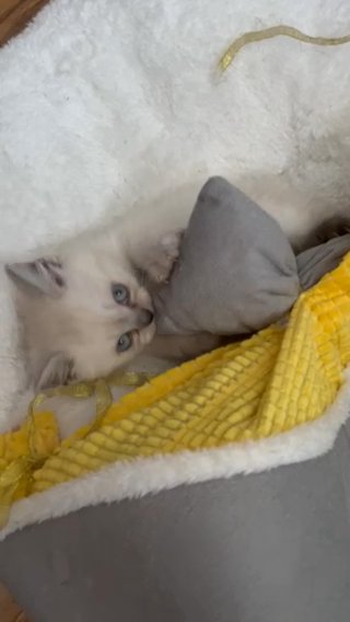 Scottish Straight Kittens
