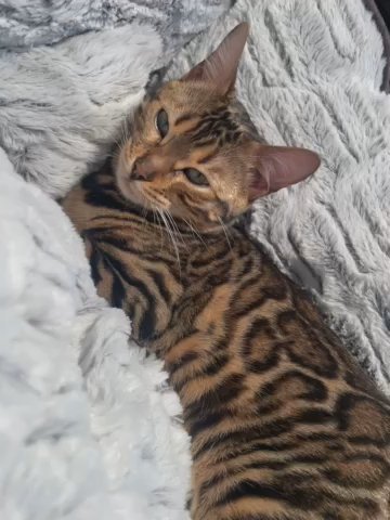 ?Extraordinary Bengal Glitter girl available Today?