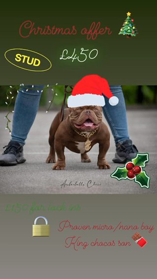 Nano/micro Bully Stud