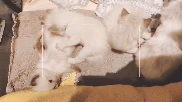 TICA registered Ragdolls