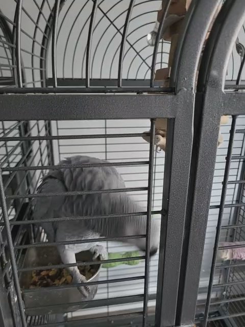african grey