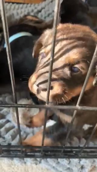 Female Rottweiler Cross
