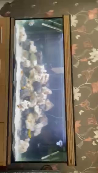 FISH TANK FULL SET UP