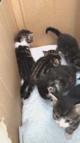 gorgeous tabby kittens