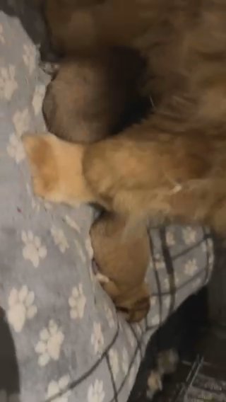 Mini Chow X Pom Ready 18th Dec