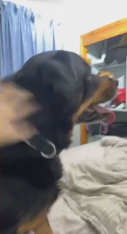 Dog Sitting/Walking/Boarding