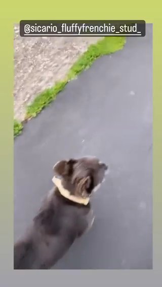 Visual Fluffy Frenchie Stud