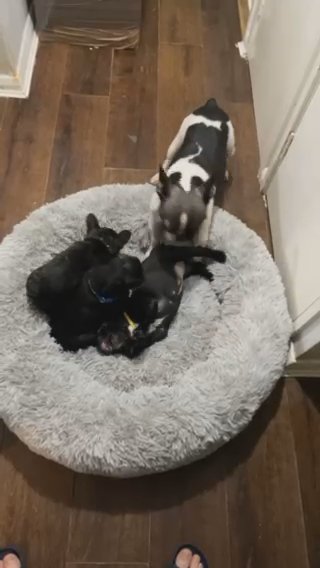 french bulldog for sale 2 male left £1300