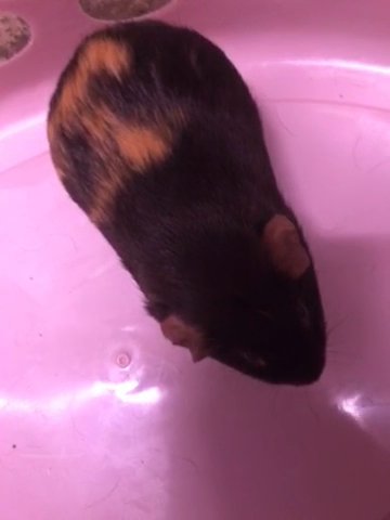 Ginea Pig
