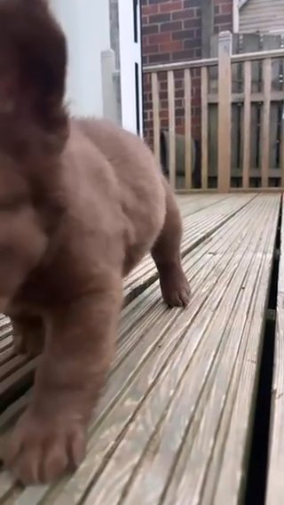 Stunning Visual Fluffy Rojo For Sale