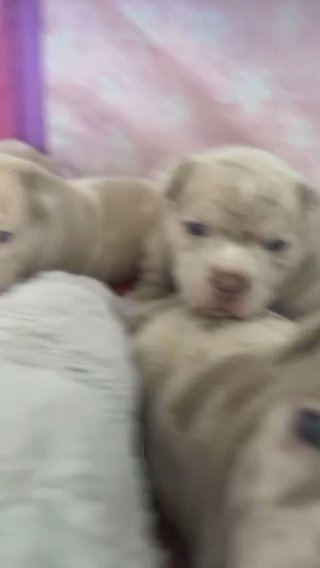 Top Quality American pocket/micro bully puppies