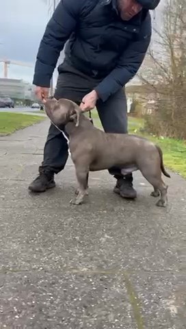 Hmdbulkys Kevin Open For Stud