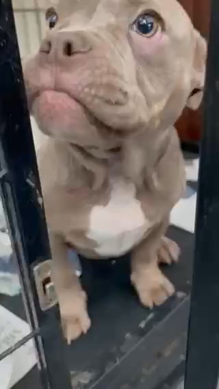 Gorgeous American pocket bully ready to re-home!
