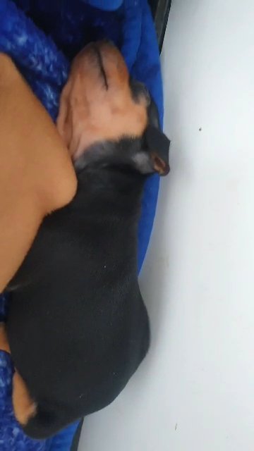 Miniature Pinscher Puppies