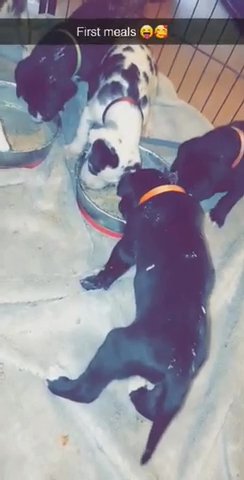 Great Danes