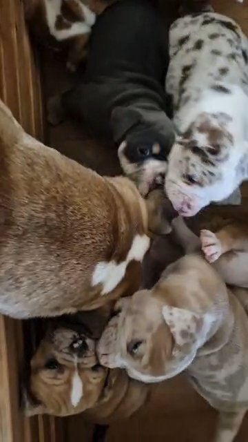 8 Purebred Olde English Bulldogges for sale