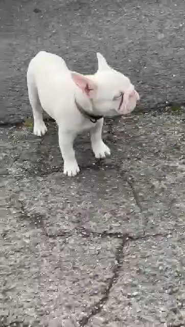Pink frenchie girl