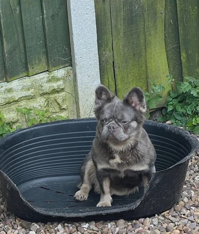 Lilac And Tan Full Fluffy Female