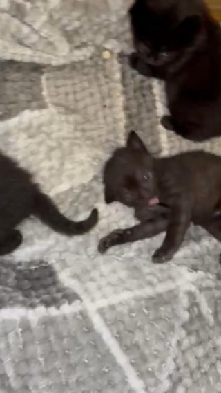 5 kittens