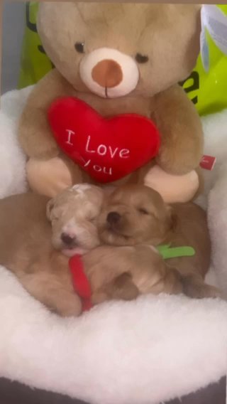 Poochon Puppies