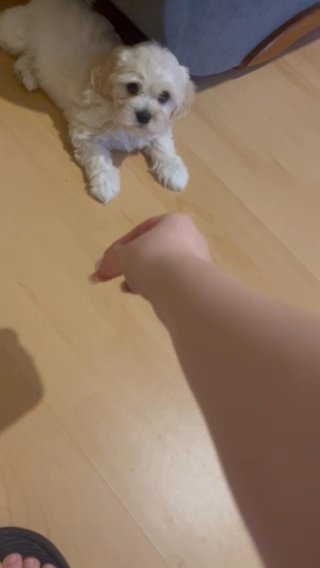 Maltese puppy