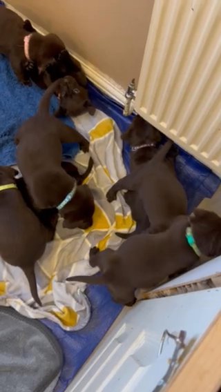 KC Registered Chocolate Labrador Retriever puppies
