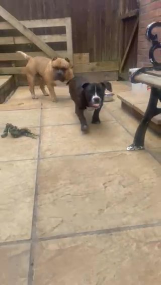 Female Pocket Bully