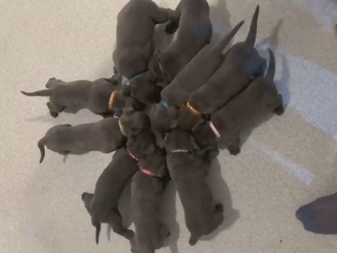 Cane Corso Puppies