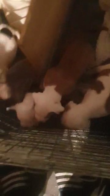 American bulldog puppys