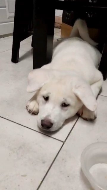 [SOLD] American Akita Full White Female, Manchester, UK