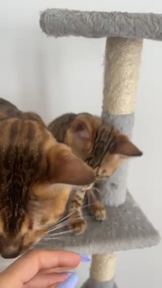 Male Bengal TICA Certificate & pedigree