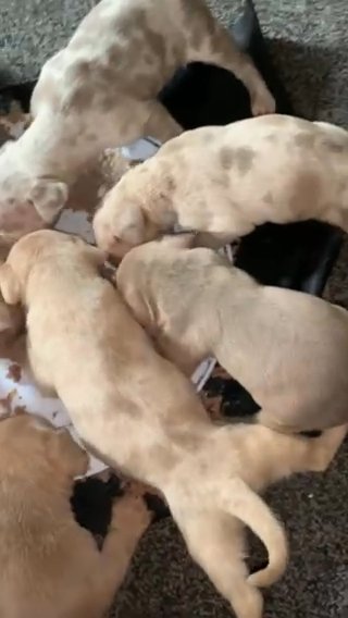 Banddogs