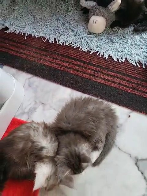 Pedigree Pure Bred Maine Coons