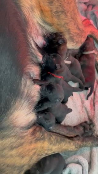 Dutch herder/Dutch Shepherd Pupoies