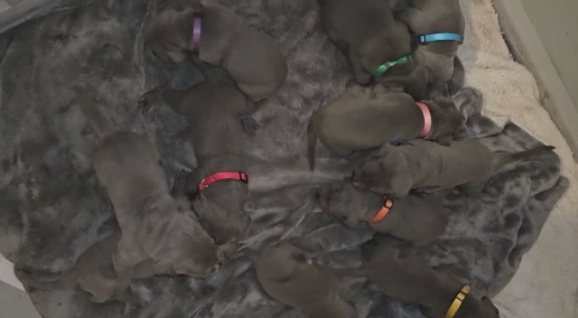 cane corso pups