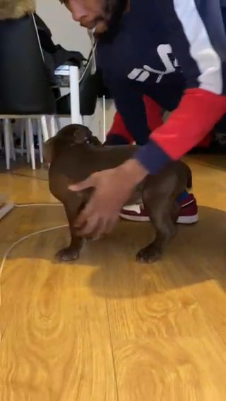 Pocket Bully Boy