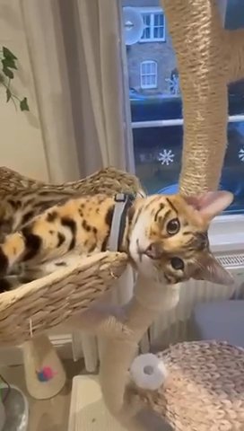 Our kind bengal, brown rosette, pedigree available to Sttud.