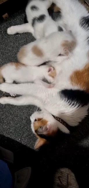 kittens