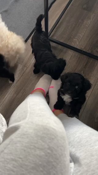puppies for sale