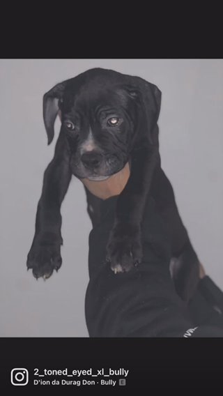 american bulldog x alpha blue blood bulldog