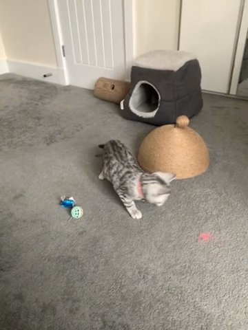 Heather The Kitten BSH Silver Tabby
