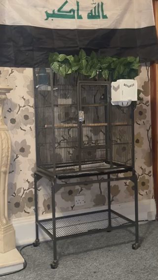 Iraqi Bulbuls