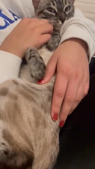 ?? Tica Active Blue Eyed Pedigree Girl ??