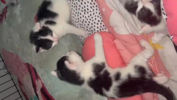 Kittens