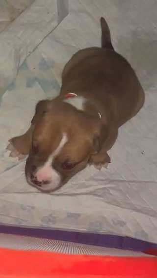 Old English Bulldog X Staffordshire Bull terrier
