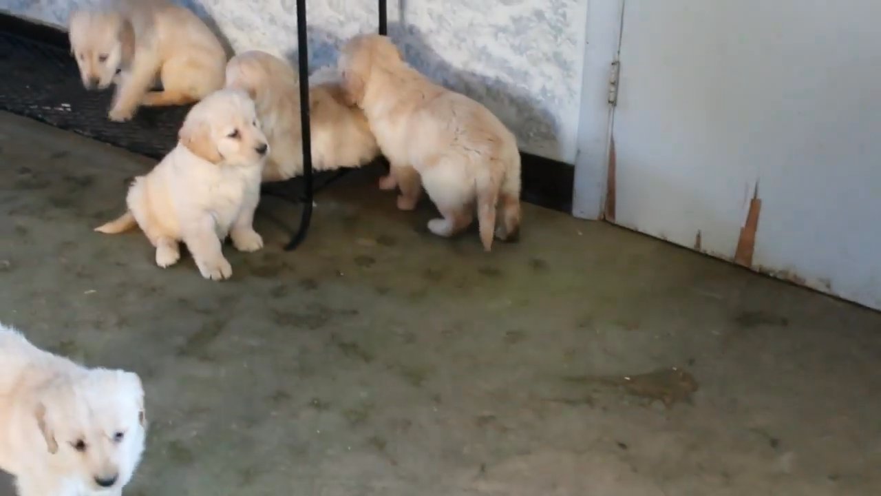 Adorable Golden Retriever puppies for sale