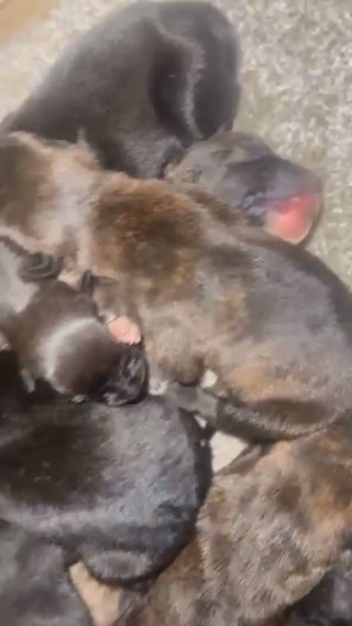 Pressa Cross Staff Pups For Sale