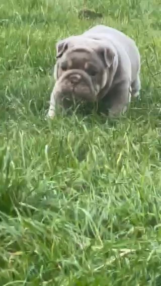 Bulldog