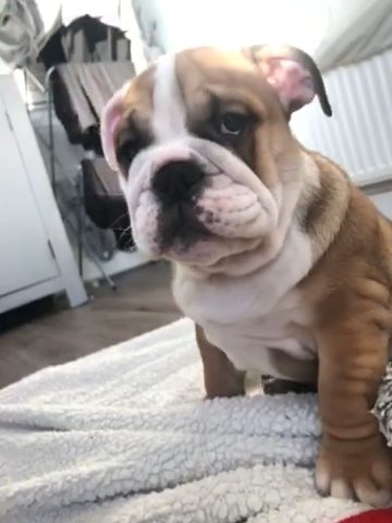 English bulldog puppies 2 x boys