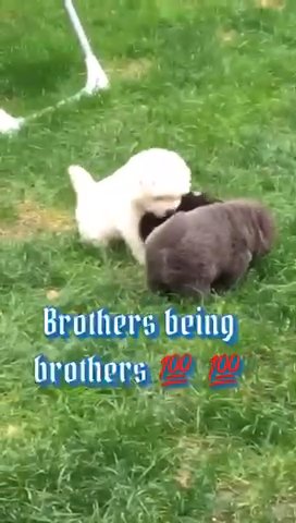 Chow Chow Puppy For Sale